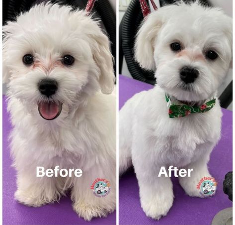 Zuchon Haircuts, Short Maltipoo Haircut, Malti Poo Haircut Styles, Maltese Shih Tzu Haircuts, Bishon Dogs Haircut, Maltipoo Grooming Styles, Maltipoo Puppy Haircuts, Shichon Grooming Styles, Maltese Haircut Hairstyles