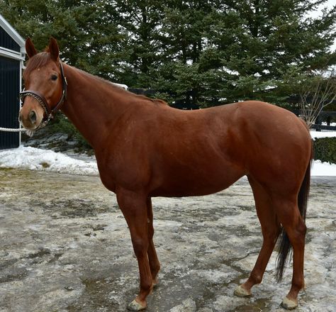 ATTENTION - QUARTER HORSE BREEDERS! This soon-to-be 5 year old daughter of Reload ex Skybound, by Maria's Mon is unraced but has plenty of solid winners under her first and second dam and the conformation to be an excellent Quarter Horse broodmare ....she is truly spectacular! But make no mistake about it - Skyre is a real "chestnut mare" and will require someone who has a great deal of expertise and patience. 📸 James Gould #ottb #thoroughbred #horsesofinsta #longrun_tb #horses #broodmare Chestnut Quarter Horse, Quarter Horse Mare, Chestnut Mare, Horse Breeder, Quarter Horse, Thoroughbred, Chestnut, Adoption, Horses