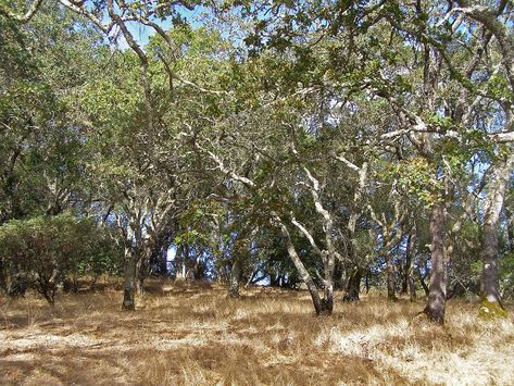 Oak Savanna, California Condor, Hognose Snake, Forest Resources, California Native Plants, Central Valley, Forest Service, University Of California, Bird Species