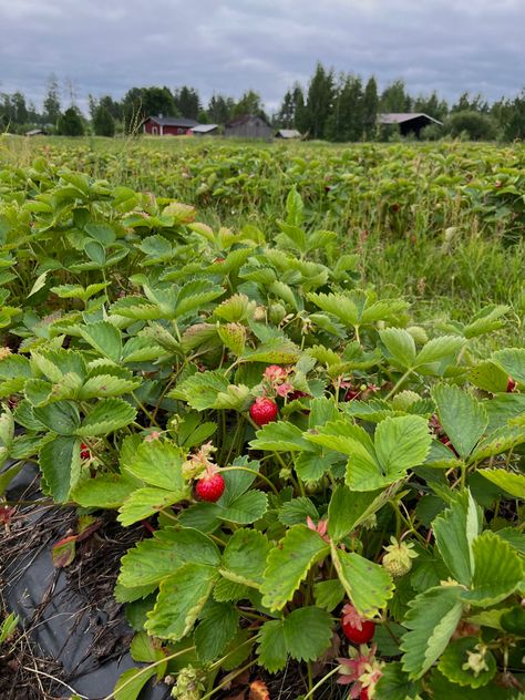 Strawberry Field Wallpaper, Delphi Strawberry Service, Strawberry Field Aesthetic, Strawberry Fields Aesthetic, Etsy Store Banner, Field Aesthetic, Aesthetic Strawberry, Pjo Dr, Summer Fields