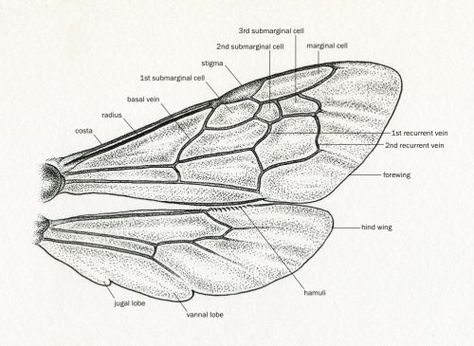 Bee Anatomy Illustration, Bumble Bee Wings, Insect Anatomy, Scientific Drawing, Bee Wings, Bee Drawing, Fairy Drawings, Wings Drawing, Art Appliqué