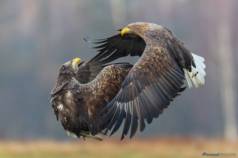 Cover me. Автор: Marcin Nawrocki Different Types Of Eagles, Types Of Eagles, Dragon Poses, White Tailed Eagle, Wildlife Photographer, The Portal, Golden Eagle, Bird Photo, Birds Of Prey