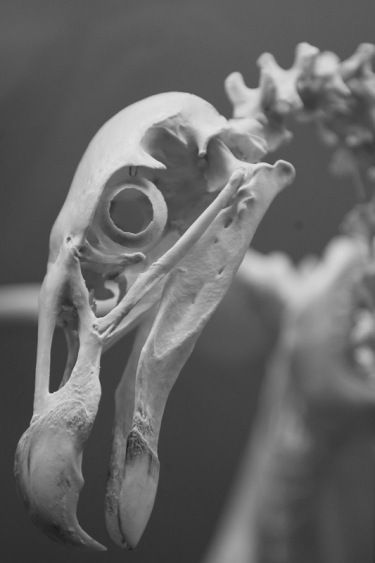 Vulture Skeleton, Vulture Skull, Vulture Marvel, Bird Skulls, Bird Bones, Skull Reference, Animal Skeletons, Vulture Culture, Animal Anatomy