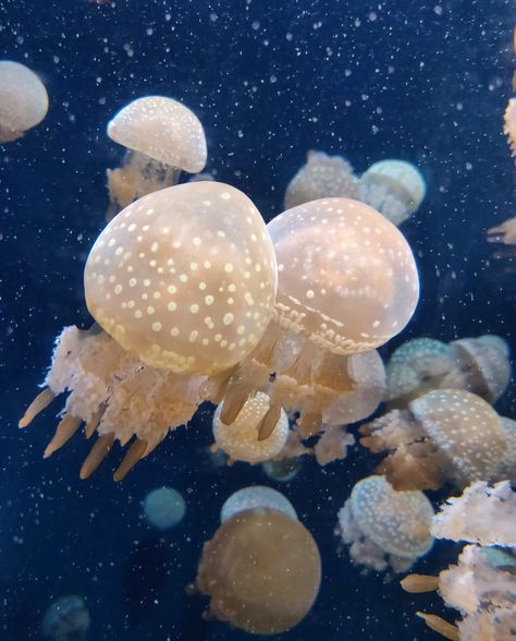 Lagoon Jellyfish, Aquatic Creatures, Wooly Mammoth, Close Up Photo, Funny Photography, Aquatic Animals, Marine Animals, Ambient Light, Blue Waves