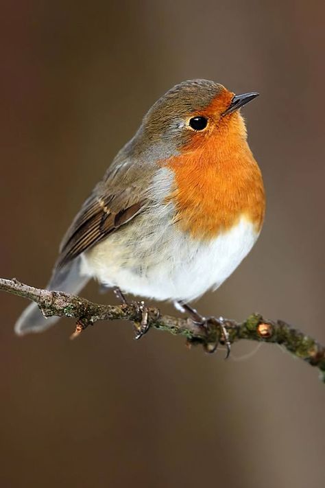 European Robin Bird Reference, European Robin, Robin Bird, Reference Pictures, Nature Birds, Bird Pictures, Bird Drawings, Pretty Birds, Bird Photo