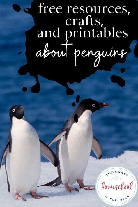 Free Resources, Crafts, and Printables About Penguins that are perfect for a winter unit study. Winter Unit Study, Arctic Animals Printables, Fun Facts About Penguins, Winter Olympics Activities, World Braille Day, Penguin Unit, Penguin Facts, All About Penguins, Penguin Day