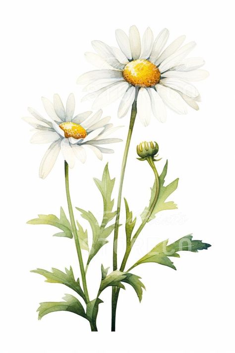 4 Set daisy Flowers, Floral, Botanical, Illustration Art Instant Download Image for Prints, Cards, Collages, Crafts, Clipart, Wall Art - Etsy Daisy Clipart Flowers, Daisy Botanical Illustration, Daisy Flower Illustration, Daisy Flower Aesthetic, Daisies Illustration, Daisy Artwork, Cookies Pictures, Daisy Flower Art, Daisy Flower Drawing