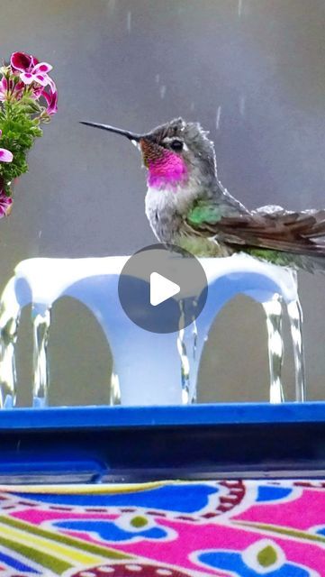 Hummingbird Water Fountain, Hummingbird Fountain, Hummingbird Water, Ohio Birds, Baby Hummingbirds, Hummingbirds Photography, Diy Bird Bath, Cat Fountain, Cat Water Fountain