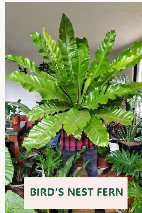 Bird's Nest Fern, with vibrant, arching fronds resembling a bird's nest, is an elegant and tropical indoor plant. Enthusiasts value it for lush greenery, a unique appearance, and adaptability to various light conditions. Dive into the lush world of Bird's Nest Fern with our guide, featuring expert insights on care tips, propagation techniques, and creating a verdant oasis with this graceful and resilient fern. Photo Credit: @newenbotanicum Bird Nest Fern Care, Fern Photo, Birds Nest Fern, Fern Care, Bed Inspo, Indoor Ferns, Bird's Nest Fern, Cat Safe Plants, Ferns Care