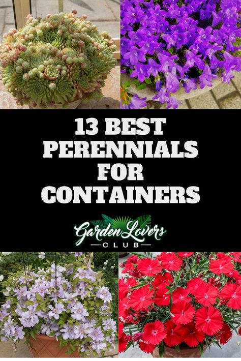 Outdoor Perennial Planter Ideas, Perennials In Planters, Container Perennials Full Sun, Periennal Garden Ideas, Best Plants For Containers, Planting Flowers In Pots Ideas, Flower Pot In Flower Bed, Preannual Flowers Beds, Potted Perrenials Container Garden