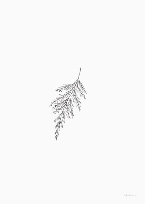 Cedar Tree Tattoo, Tree Line Drawing, Cedar Branch, Pine Tattoo, Tree Branch Tattoo, Branch Drawing, Pine Tree Tattoo, Branch Tattoo, Cedar Tree