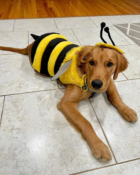 Noah & Beni | Waiting for Halloween like 🐝💛 #puppyhalloween #goldenretriever #goldenretrieverhalloween #puppycostume #bumblebee | Instagram Bee Dog Costume, Halloween Costumes For Golden Retrievers, Cute Halloween Costumes For Dogs, Golden Retriever Dog Costume, Dog Custumes, Golden Retriever Halloween Costume, Dog Costumes Halloween, Golden Retriever Costume, Bee Costume Diy