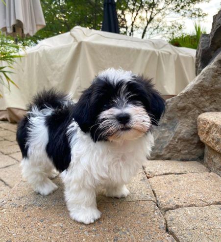 Beautiful Male an Female Havanese and Havapoo Puppies Havanese Maltese Mix Dogs, Black And White Havanese, Havapoo Haircuts, Havanese Dogs Full Grown, Havanese Poodle, Puppies Shih Tzu, Havapoo Puppies, Havanese Breeders, Havanese Haircuts