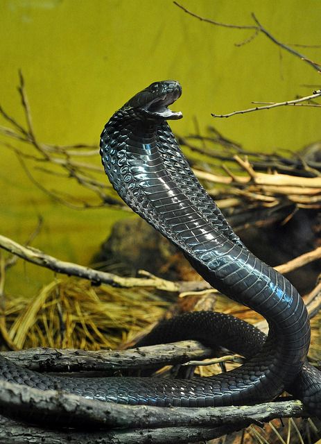 Weird Looking Animals, Black Mamba Snake, Venomous Animals, Snake Photos, Colorful Snakes, Lion Photography, Cobra Snake, Reptile Snakes, Snake Art