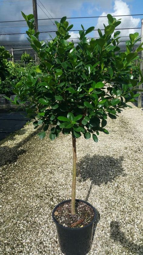 Ficus "Moclame" Standard Ficus Moclame, Ficus Microcarpa, Fig Plant, Tropical Foliage, Farm Life, Fig, House Plants, Exterior, Green