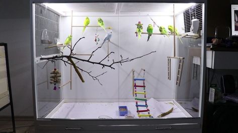 Indoor Aviary Ideas, Diy Budgie Playground, Finch Breeding Cages, Cool Parakeet Cages, Acrylic Bird Cage, Budgie Cage, Parakeet Care, Diy Bird Cage, Pet Bird Aesthetic Cage