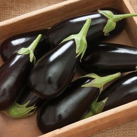 Greenhouse Tomatoes, Eggplant Varieties, Baby Eggplant, Eggplant Seeds, Cabbage Seeds, Hot Pepper Seeds, Hydroponic Growing, Crop Rotation, Pepper Seeds