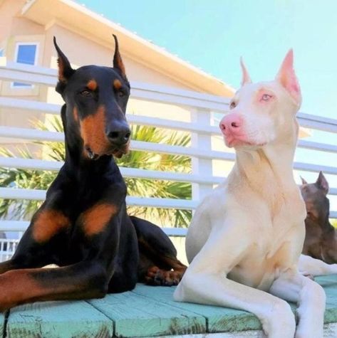 The rare albino Dog - Album on Imgur Albino Dog, Rare Albino Animals, Doberman Pinscher Dog, Scary Dogs, Albino Animals, Doberman Dogs, Unusual Animals, Rare Animals, Blue Merle