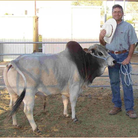 miniature zebu  cow Mini Cattle, Brahman Bull, Zebu Cattle, Zebu Cow, Cow Breeds, Miniature Cattle, Breeds Of Cows, Bucking Bulls, Animal Printables