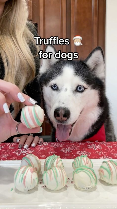 Doggie Desserts, Pup Treats, Treat Business, Animal Treats, Puppy Diy, Healthy Dog Treats Homemade, Doggie Treats, Pastry Recipe, Dog Treats Homemade Recipes