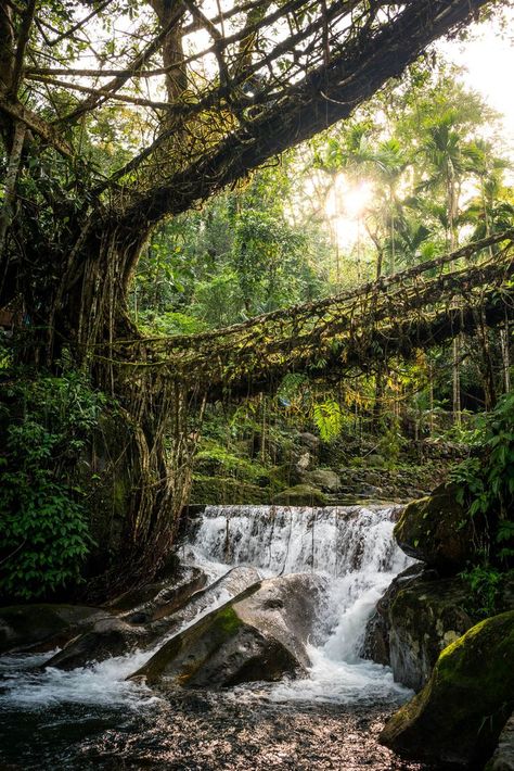 Double Decker Living Root Bridge, Living Root Bridge Meghalaya, Scrawny Wallows, Root Bridge Meghalaya, Living Root Bridge, Living Bridge, Root Bridge, Tree Bridge, India Travel Places