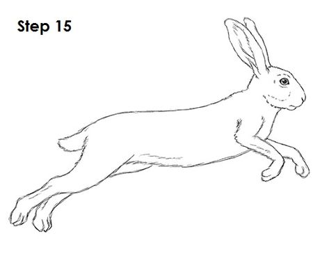 Hare Sketch, Jumping Hare, Jumping Rabbit, Hare Drawing, Rabbit Running, Running Drawing, Hare Illustration, Animal Tutorial, Fly Drawing