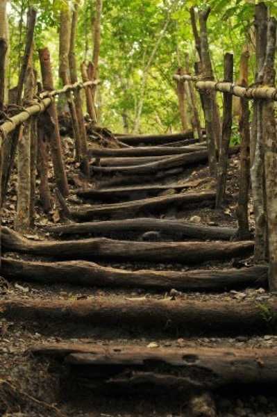 Stairs For Steep Slope, Tree Wood Projects, Natural Stairs, Landscaping Steps, Simple Stairs, Foto Scale, Landscape Simple, Diy Steps, Diy Landscape