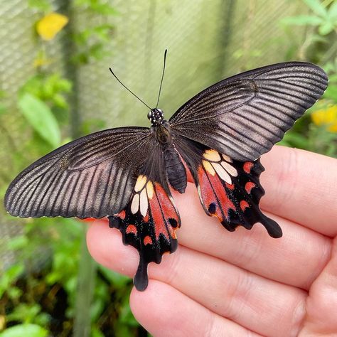 Tropical Butterflies UK on Instagram: “The Common Mormon, Papilio polytes #butterfly #butterflies #butterflyhouse #butterflyfarm #greenhouse #tropical #lepidoptera…” Mormon Butterfly, Cool Bugs, Bio Art, Butterfly House, Arthropods, A Butterfly, The Common, Butterfly Wings, Beautiful Butterflies