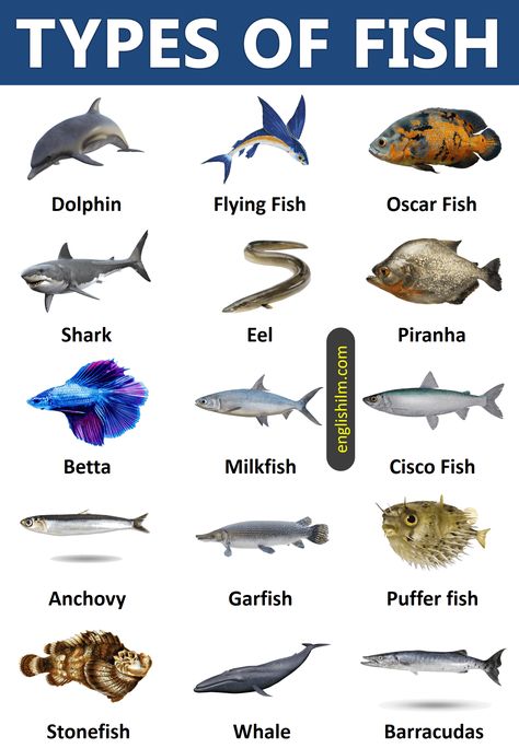 Ocean Lessons, Skate Fish, Continents Activities, Marine Aquarium Fish, Goby Fish, Seafood Art, Names Of Birds, Fish Chart, Animals Name In English