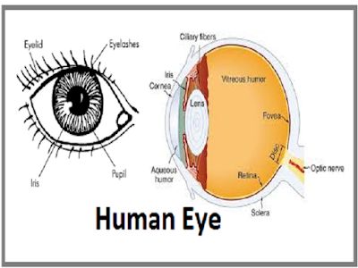 Defects of vision and their correction (Eye) Eye Defects, Eye Vision, Optic Nerve, Human Eye, The Eye, Eyelashes, Physics, Quick Saves