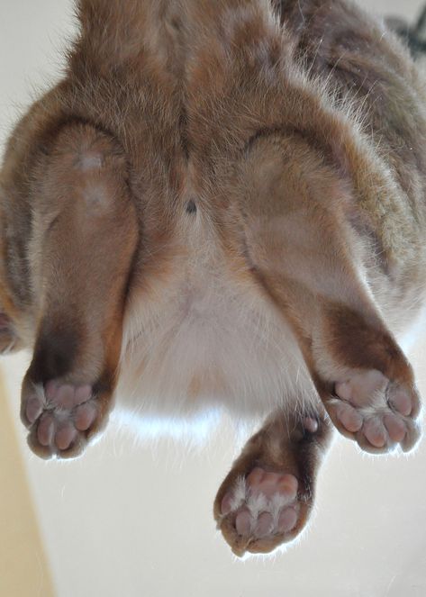 Rabbit Anatomy, Bunny Paws, Feet Drawing, Rabbits Foot, Bunny Embroidery, Bunny Painting, Year Of The Rabbit, Cat Paws, Art Inspiration Drawing