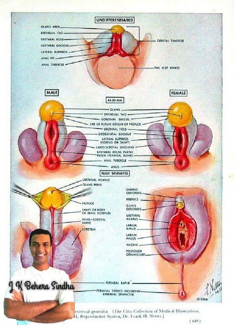 Human Anatomy Book, Anatomy Body Parts, Anatomy Book, Doctor Who Funny, Budget Mom, Health And Fitness Expo, Healthy Pregnancy Tips, Med School Motivation, Female Reproductive System