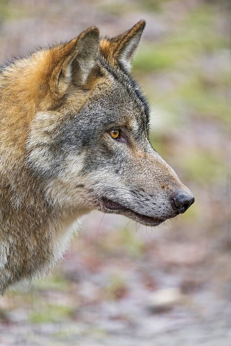 Wolf Side Profile Drawing, Dog Pyrography, Wolf Side Profile, Wolf Side View, Painting Moodboard, Wolf Profile, Business Moodboard, Wolf Reference, Wolf Drawing Easy