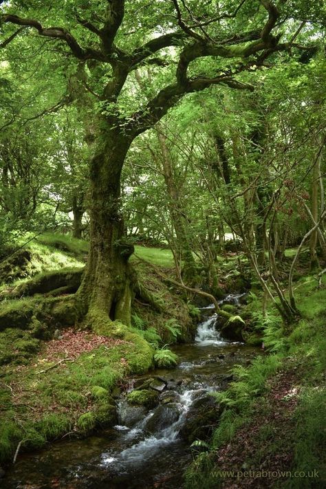 Chloe Core, 숲 사진, Pretty Scenery, Green Forest, Alam Yang Indah, Into The Woods, Nature Aesthetic, Pretty Places, Fantasy Landscape