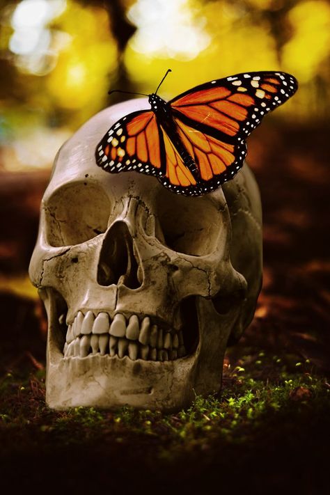 Spirit Of The Forest, Skull Anatomy, Skull Reference, Skull Butterfly, Sculpture Art Clay, Monarch Butterflies, Biblical Art, Still Life Drawing, Ap Art