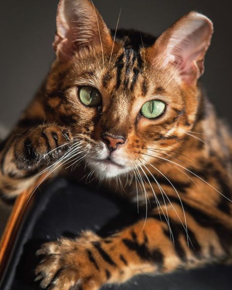 I’ve got my eye on you Toyger Kitten, Kitten Ideas, Sketches Nature, Bengal Cat Kitten, Toyger Cat, Tips Kesehatan, Most Popular Cat Breeds, Asian Leopard Cat, Popular Cat Breeds