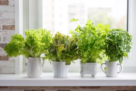 Growing Herbs Indoors, Small Herb Gardens, Indoor Vegetables, Tattoo Plant, Windowsill Garden, Herb Garden In Kitchen, Herb Garden Kit, Growing Lettuce, Indoor Herb