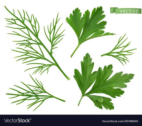 Dill Herb, Seed Illustration, Food 3d, Recipe Book Templates, Linoleum Print, 3d Vector, Coriander Leaves, Lino Print, Transparent Png