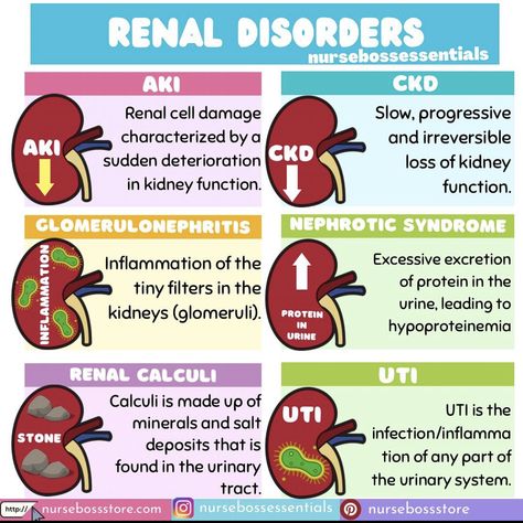 Renal System, Nursing School Studying Cheat Sheets, Med Notes, Medical Terminology Study, Nurse Skills, Basic Anatomy, Nursing Humor, Airway Management, Nursing School Motivation