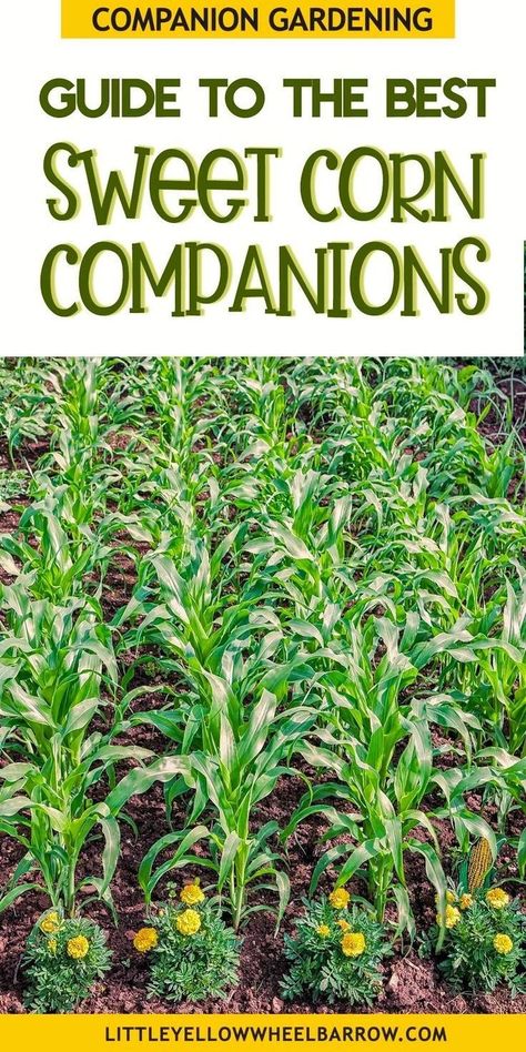 When To Plant Corn, Growing Basil Indoors, Growing Sweet Corn, Vege Garden, Corn Crop, Harvest Corn, Companion Gardening, Growing Corn, Garden Companion Planting