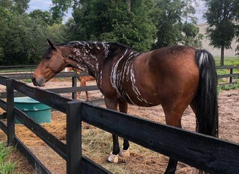 Brindle Horse, Rare Horse Colors, Kathiyawadi Horse, Unusual Horse, Horse Markings, Horse Coat Colors, Rare Horses, Cute Horse Pictures, Horse Riding Tips