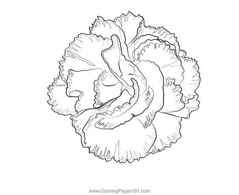 Carnation Flower Coloring Page Drawing Of Carnation Flower, Red Carnation Drawing, Carnation Flower Art, Carnation Drawing Simple, Carnation Outline, Carnation Flower Drawing, Carnation Drawing, Carnation Flower Tattoo, Carnation Colors