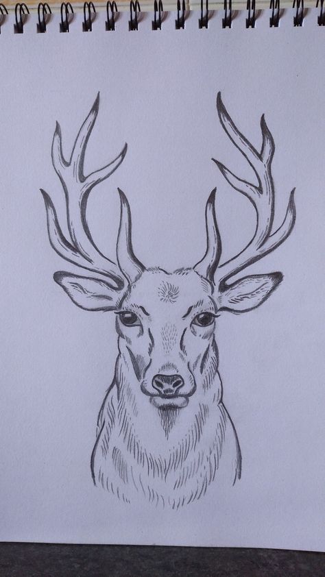 Cartoon Deer Drawing Easy, Male Deer Drawing, How To Draw A Deer Head, Elk Drawing Easy, Hunting Drawings Easy, Deer Drawing Easy Step By Step, Deer Sketch Simple, How To Draw A Deer, Winter Drawing Ideas Sketch