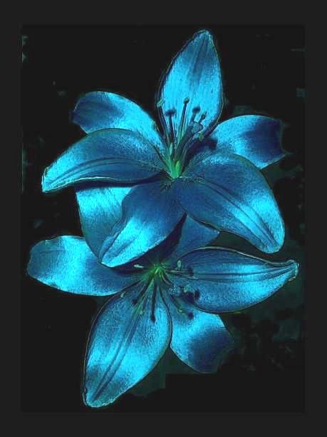 Blue Lilies Aesthetic, Blue Lillie’s, Lilly Garden Ideas, Flower Garden Drawing, Lilly Garden, Flower Gardening Ideas, Blue Lilies, Blue Lilly, White Lilly