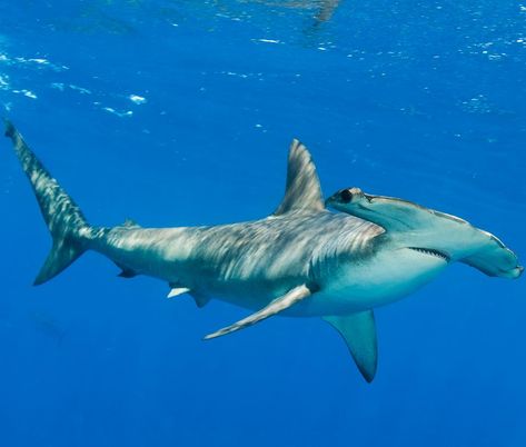 I feel better now, almost as good as a Scalloped Hammer. Hope you're having a nice day also,  Bunny. Silky Shark, Shark Conservation, Save The Sharks, Types Of Sharks, Shark Photos, Shark Pictures, African Cichlids, Water Animals, Hammerhead Shark