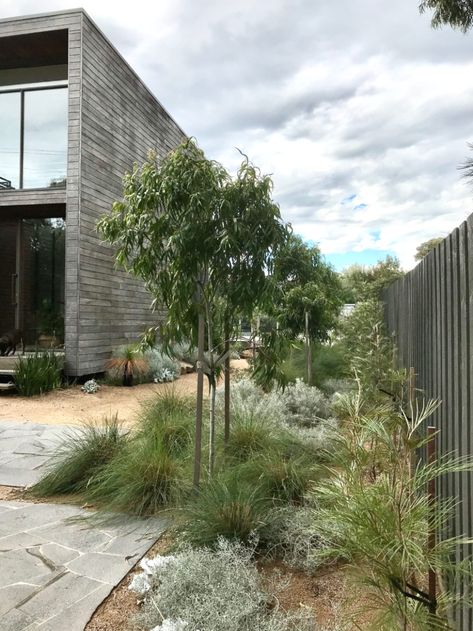 Modern Native Garden #garden #backyarddesign #gardendesign