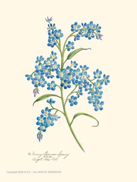 Forget Me Not Botanical Illustration Vintage, Botanical Tattoo, Vintage Botanical Prints, Forget Me Nots, 수채화 그림, 자수 디자인, Botanical Drawings, Nature Illustration, Botanical Flowers