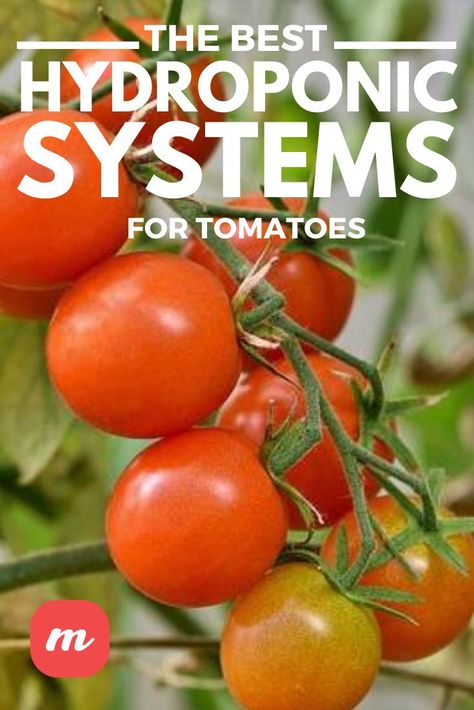 Hydroponic Tomatoes Diy, Hydroponic Tomatoes, Growing Tomatoes Indoors, Hydroponic Vegetables, Hydroponic Garden, Hydroponic Systems, Tomato Farming, Hydroponic Farming, Hydroponics Diy