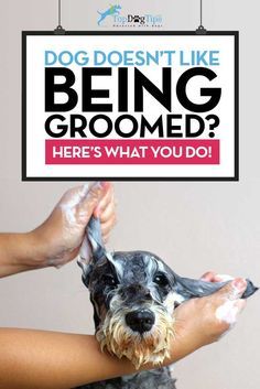 Dog Grooming Ideas, Dog Grooming Diy, Pet Grooming Business, Grooming Dogs, Schnauzer Grooming, Schnauzer Mix, Dog Grooming Clippers, Dog Grooming Styles, Dog At Home