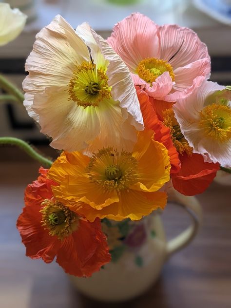 Iceland Poppy Flower, Arctic Poppy, Allotment Flowers, Poppy Flower Bouquet, Iceland Poppies, Kitchen Mural, Icelandic Poppy, Iceland Poppy, Flower Library